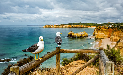 Beautiful cliffs above Praia dos Tres Castelos to the west of Praia da Rocha in south Portugal. Portimao, Algarve region. Seagulls closeup.