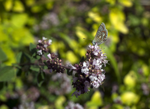 Close-up of Adonis Blue Butterfly (Polyommatus bellargus) on Oregano Flower (Origanum vulgare), with shallow depth of field