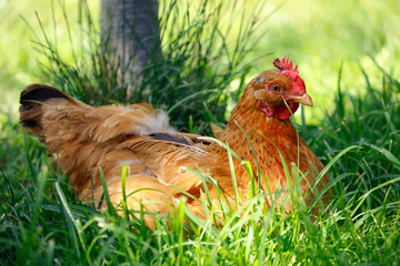 Chicken