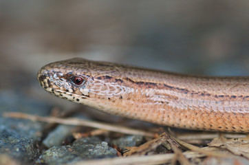 Slow Worm or Blind Worm, Anguis fragilis.