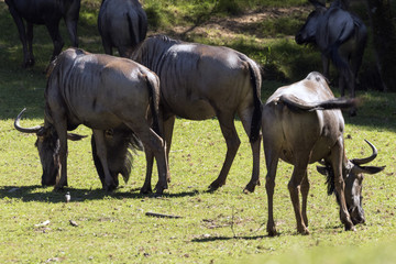 Fototapeta premium protected animals kept in a safari park