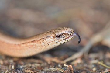 Slow Worm or Blind Worm, Anguis fragilis.