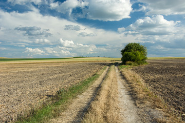 Fototapeta na wymiar Dirt road through plowed fields, bushes and clouds in the sky