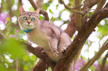 Portrait of Burmilla cat on tree