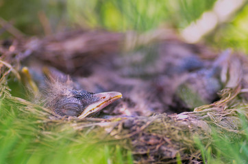 The Blackbird (urdus merula) at a nest with hungry baby birds.