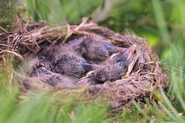 The Blackbird (urdus merula) at a nest with hungry baby birds.