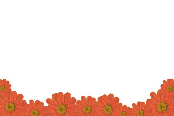 Orange cosmos isolate background
