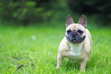 Fototapeta premium Close up portrait of a French Bulldog