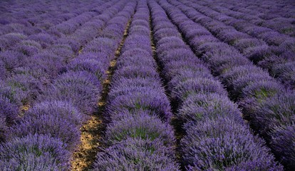 Fototapeta na wymiar Lavender bushes