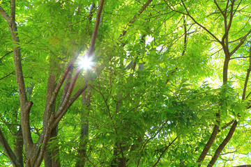 Fototapeta na wymiar Sunlight shining through the leaves