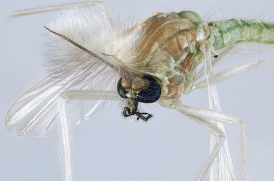 Extreme macro portrait of a Chironomidae mosquito, which is often called a lake fly, chironomid or a nonbiting midge.