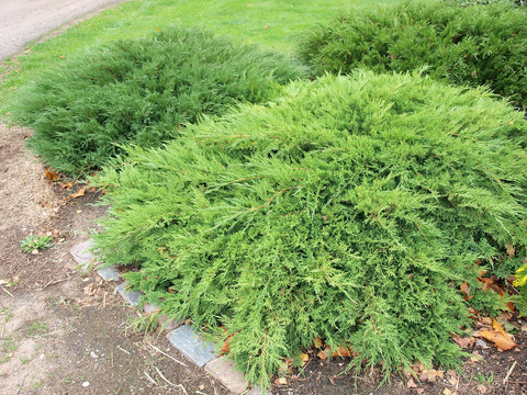 Juniper shrubs