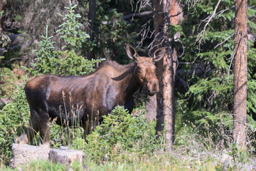 Wild Moose in the Rocky Mountains of Colorado