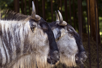 protected animals kept in a safari park