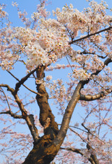 桜　春　素材