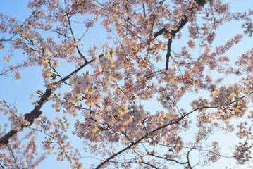 桜　空　素材