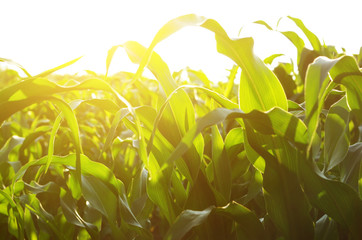 Green Corn Field summer sunny day in Ukraine