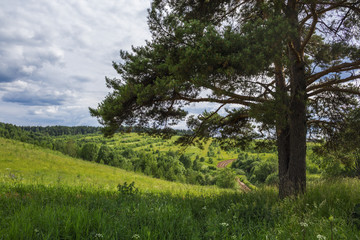 Pine in the foreground, the road in the field