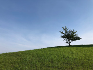 Fototapeta na wymiar 丘の上に立つ木と夏の青空