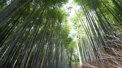 Obraz na płótnie Canvas 京都嵐山