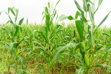 Corn field in the rainy season, cloudy and foggy in the sky