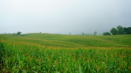 Fototapeta na wymiar Corn field in the rainy season, cloudy and foggy in the sky