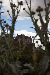 Edinburgh castle, Scotland with thistles in the foreground