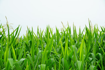 Corn field in the rainy season, cloudy and foggy in the sky