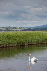 Beautiful swan paddling in the river at Newport wetlands in south Wales, UK