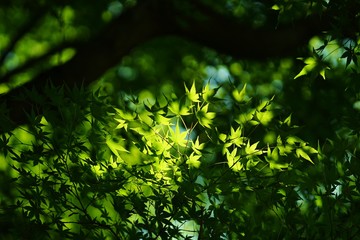 Fototapeta premium もみじの葉