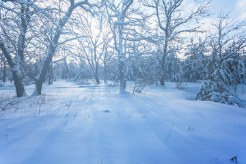 winter snowbound forest at the sunny day with long shadows