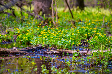 small creek flow through the summer forest