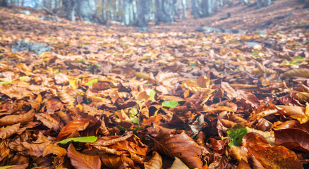autumn forest with dry leaves on a ground