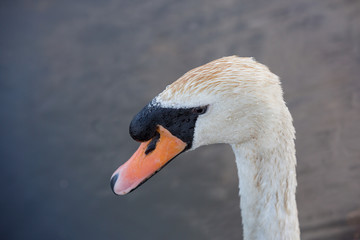 Obraz premium Beautiful swan paddling in the river at Newport wetlands in south Wales, UK