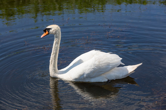 Beautiful swan paddling in the river at Newport wetlands in south Wales, UK