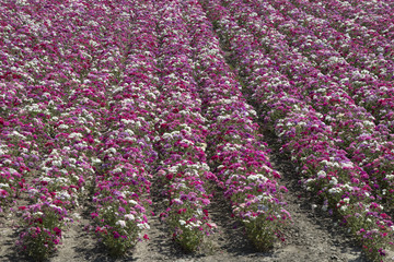 Cut flower fields in Agricultural landscape of Philipsland,