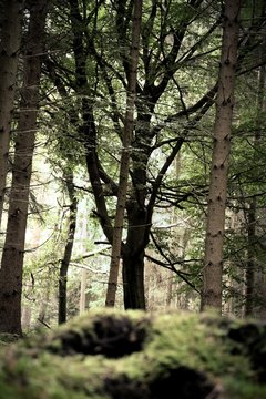 b&auml;ume im wald mit sonnenlicht und wegen
