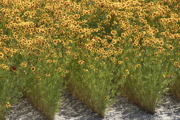 Cut flower fields in Agricultural landscape of Philipsland,