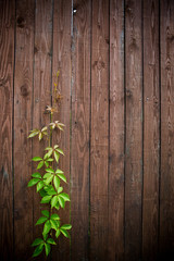 the leaves of the loach grow through a coarse wooden fence