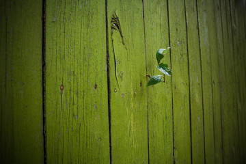 the leaves of the loach grow through a coarse wooden fence