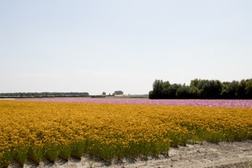 Cut flower fields in Agricultural landscape of Philipsland,
