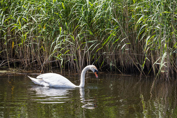Beautiful swan paddling in the river at Newport wetlands in south Wales, UK
