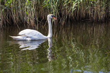 Beautiful swan paddling in the river at Newport wetlands in south Wales, UK