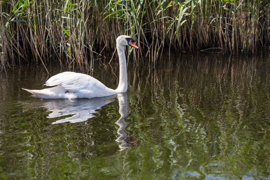 Beautiful swan paddling in the river at Newport wetlands in south Wales, UK