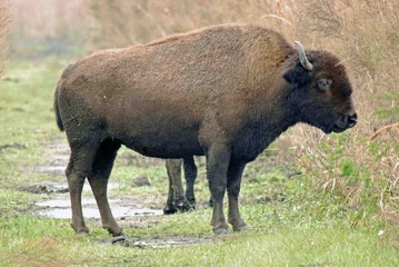 Fototapeta premium Am I, blocking your way!