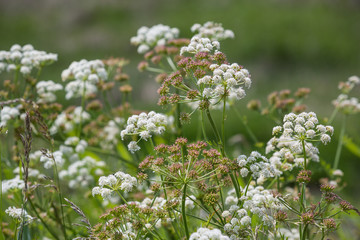 Wetland wildflowers at the Newport Wetlands nature reserve, Wales, UK