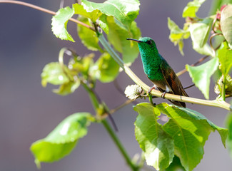 Berylline Hummingbird (Amazilia beryllina) -  San Juan Cosala, Jalisco, Mexico