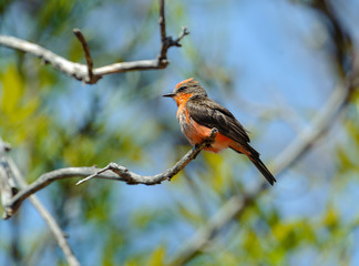 Immature Vermilion Flycatcher (Pyrocephalus) perched on a small branch -  San Juan Cosala, Jalisco,...