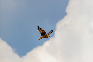 Mäusebussard im Flug