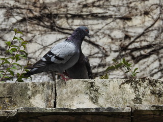 Pigeon 3